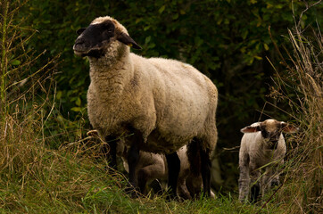 A beautiful white sheep with her lamb in front of a dark background