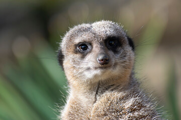 Naklejka na ściany i meble meerkat (Suricata suricatta) or suricate, a small mongoose found in southern 