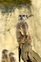 meerkat (Suricata suricatta) or suricate, a small mongoose found in southern 