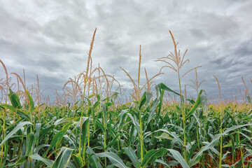 Cornfield in a cloudy day. Ecological food.