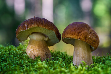 Two fat penny bun mushrooms growing side by side in green moss