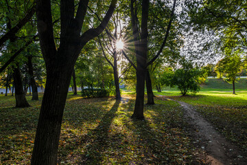 landscape with trees in a city park