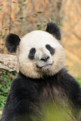 Obraz premium giant panda Ailuropoda melanoleuca or panda bear, native to South Central China