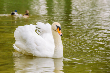 Obraz premium White swan swims in the city pond in summer