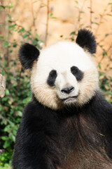 Obraz na płótnie Canvas giant panda Ailuropoda melanoleuca or panda bear, native to South Central China
