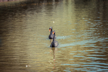 Fototapeta na wymiar Two black swans swim in a city park in a pond in summer