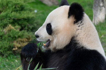 Fototapeta na wymiar giant panda Ailuropoda melanoleuca or panda bear, native to South Central China