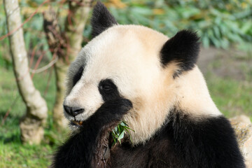 Naklejka na ściany i meble giant panda Ailuropoda melanoleuca or panda bear, native to South Central China