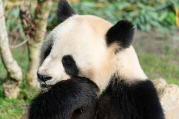 Naklejka premium giant panda Ailuropoda melanoleuca or panda bear, native to South Central China