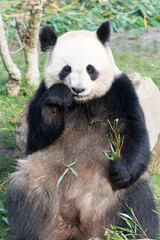 Obraz premium giant panda Ailuropoda melanoleuca or panda bear, native to South Central China