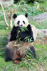 Fototapeta na wymiar giant panda Ailuropoda melanoleuca or panda bear, native to South Central China