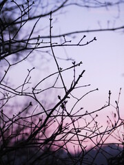 Fototapeta na wymiar branches against purple sky