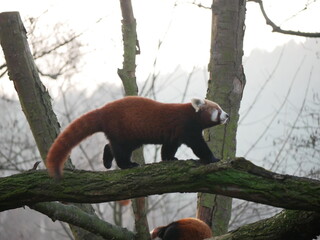red panda