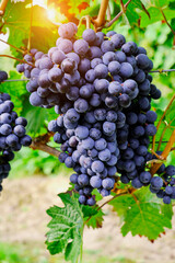 blue grapes in a German vineyard on a sunny day