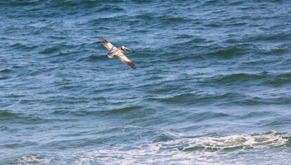 Gliding Brown Pelican