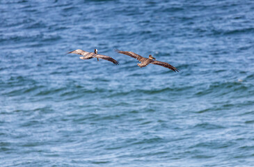 Pair of Brown Pelicans Gliding in Orange Beach, AL, Searching For Food