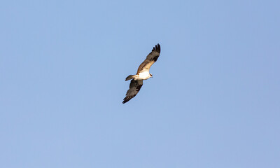 Gliding Osprey Looking For A Meal