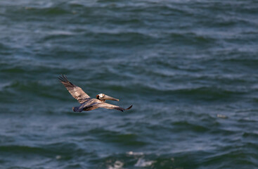 Gliding Brown Pelican