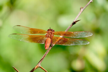 closeup of bright orange dragonfly resting on a branch
