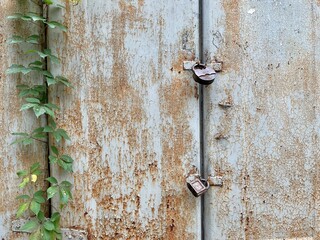 old metal rusted garage door with a lock and green plant . Metal rusty texture 