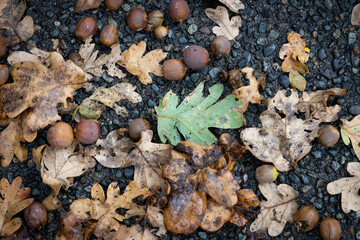 Oak leaf and acorns in autumn