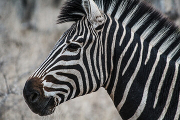 Naklejka premium Zebra walking through dry vegetation in the middle of a South African safari