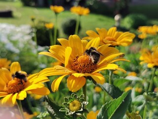 bee on a flower