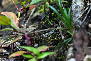 A Yellow-legged Pleuroloma millipede (Pleuroloma flavipes) travels among colorful plants on the forest floor