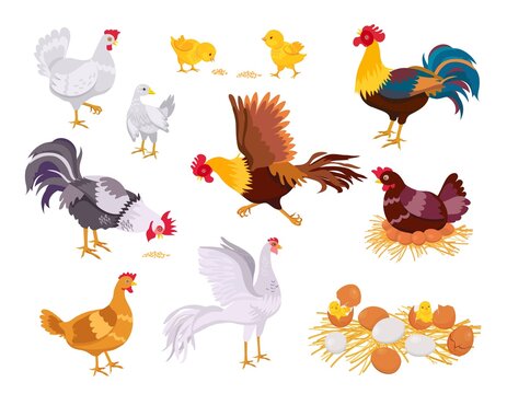 Cartoon farm chicken family, rooster, hen and chicks. Flat domestic bird eat, run and sit on eggs. Nest with chick. Poultry grow vector set