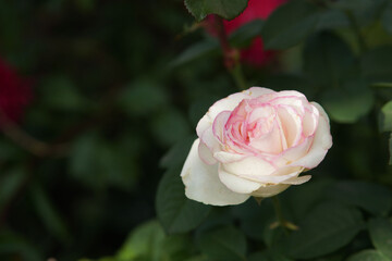 pink rose in garden
