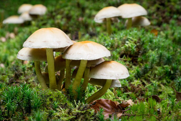 A close up of a small group of mushrooms on a moss covered forest floor