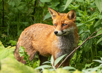 Red Fox