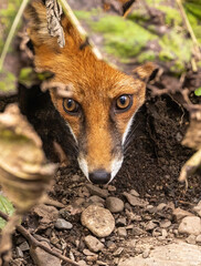 Shy Fox, peeping from undergrowth