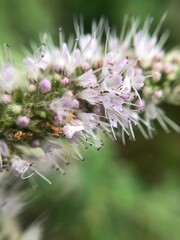 close up of a flower