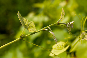 Fototapeta premium green leaves of grapes in the spring season