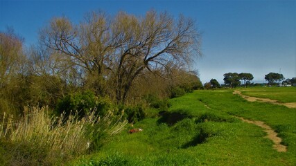 landscape with trees