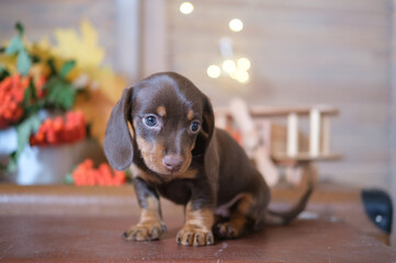 cute dachshund puppy on the background of an autumn bouquet of yellow leaves