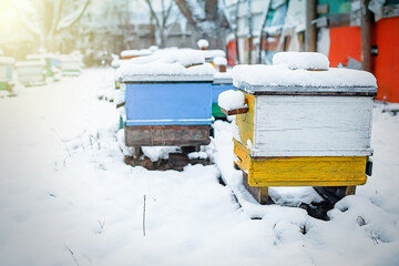 Colorful hives on apiary in winter stand in snow among snow-covered trees. Hives on apiary in December in Europe. old apiary of multi-hull hives.