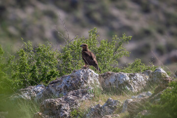Black Kite (Milvus migrans) perched on a rock in its natural environment