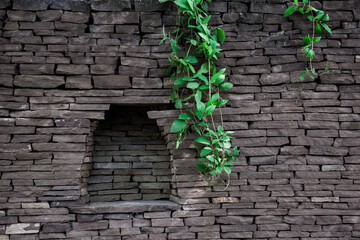 climbing plants over brown stonework with a niche. Plants on a stone wall. Stone background. - obrazy, fototapety, plakaty