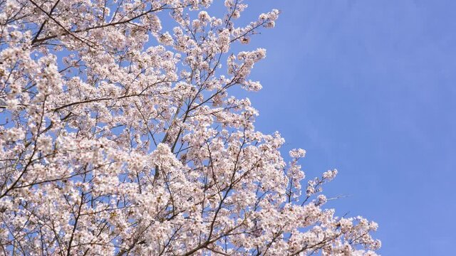 満開の桜の枝のティルトダウン動画