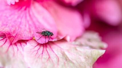 A fly standing on pink flower in the garden
