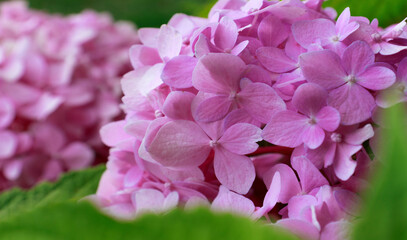 Beautiful background for computers, phones and smartphones. Hydrangea, pink flowers are blooming in summer at sunset in town garden.