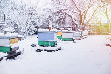 Colorful hives on apiary in winter stand in snow among snow-covered trees. Wintering honeybees in fresh air outside winter. Beehives covered with snow in wintertime. Beekeeping