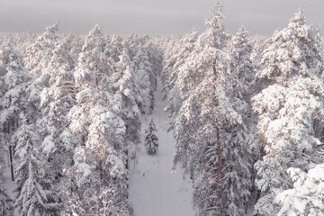 snow covered trees