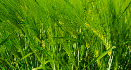 Fresh green rye fields on a summer day. Green ears of barley in an agricultural field. Concept of village life and agricultural production. Seeds of ears of grain crops.