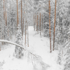 snow covered trees