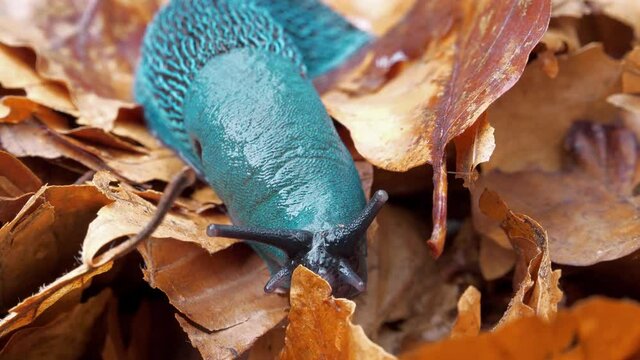 Rare blue slug with a breathing hole on the side. Bielzia coerulans or land slug - shell-less terrestrial gastropod mollusc, endemic to Carpathian Mountains in Ukraine