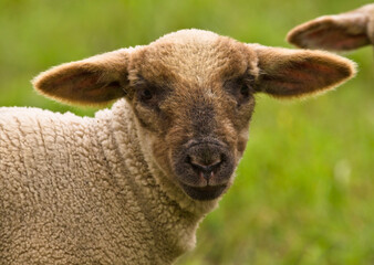 Portrait of a very cute grey newborn lamb in the meadow