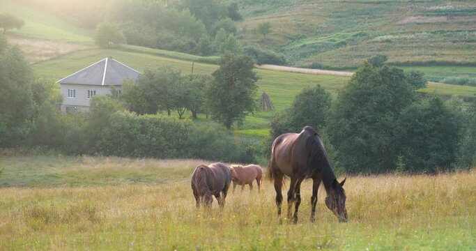 Beautiful horses in the grassland during sunset